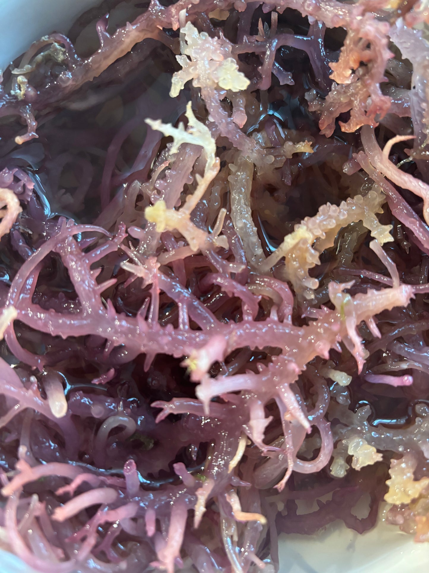 Wildcrafted seamoss (dried)